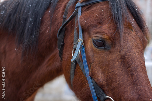 Closeup portrait of a brown horse with snow flakes on wool, horse eye.