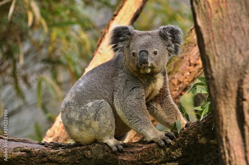 Koala bear on a tree. Very rare and endangered animal close up. Australian wildlife. Cute and charismatic creature. Koala bears. Phascolarctos cinereus.