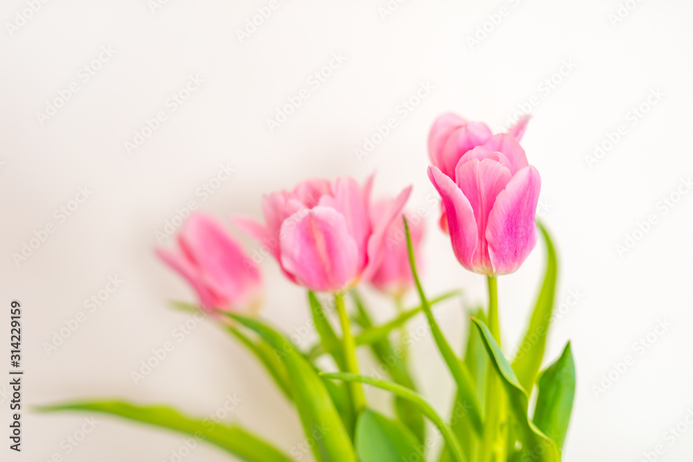 Tulip. Pinktulips, bouquet of tulips, tulips macro, tulips in bouquet, beautiful tulips, colorful tulips, green tulips petals, tulips on white, isolated tulips on white background.