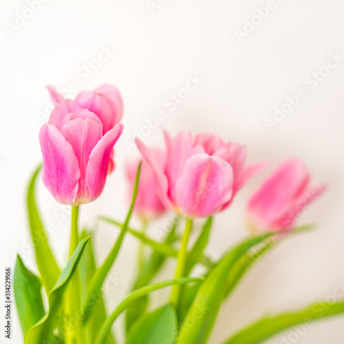 Tulip. Pinktulips  bouquet of tulips  tulips macro  tulips in bouquet  beautiful tulips  colorful tulips  green tulips petals  tulips on white  isolated tulips on white background.