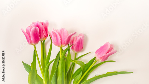 Fototapeta Naklejka Na Ścianę i Meble -  Tulip. Pinktulips, bouquet of tulips, tulips macro, tulips in bouquet, beautiful tulips, colorful tulips, green tulips petals, tulips on white, isolated tulips on white background.