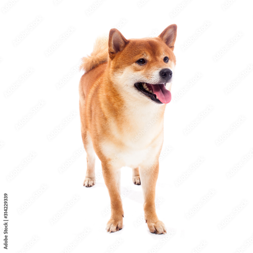 Siba inu. Red dog sits on a white background. Japanese dog smiling