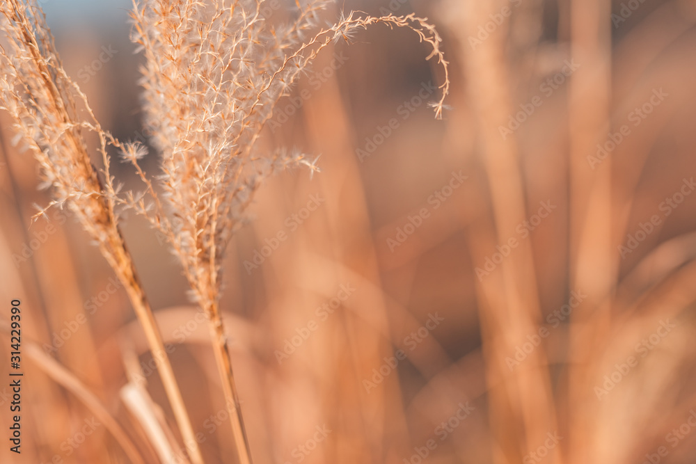 Obraz premium Dry grass and plants on blurred artistic background