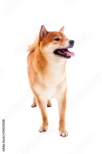 Shiba inu. Dogs are sitting. Red-haired Japanese dog. A happy domestic pet.