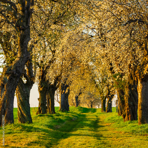 Avenue of Cherry Trees in Full Bloom through Green Fields in the warm light of the rising sun