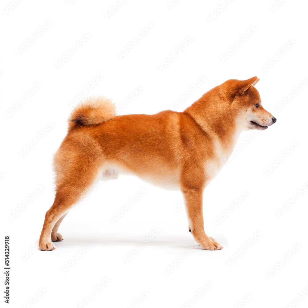 Siba inu. Red dog sits on a white background. Japanese dog smiling Siba inu. Red dog sits on a white background. Japanese dog smiling