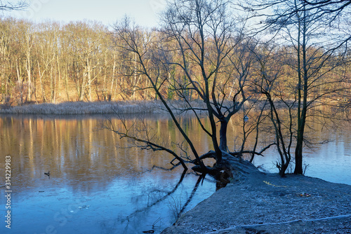 Ein kleiner Waldsee im Winter mit dünner Eisschicht bei hellem Sonnenschein und einem strubbligen Baum im Vordergrund  photo
