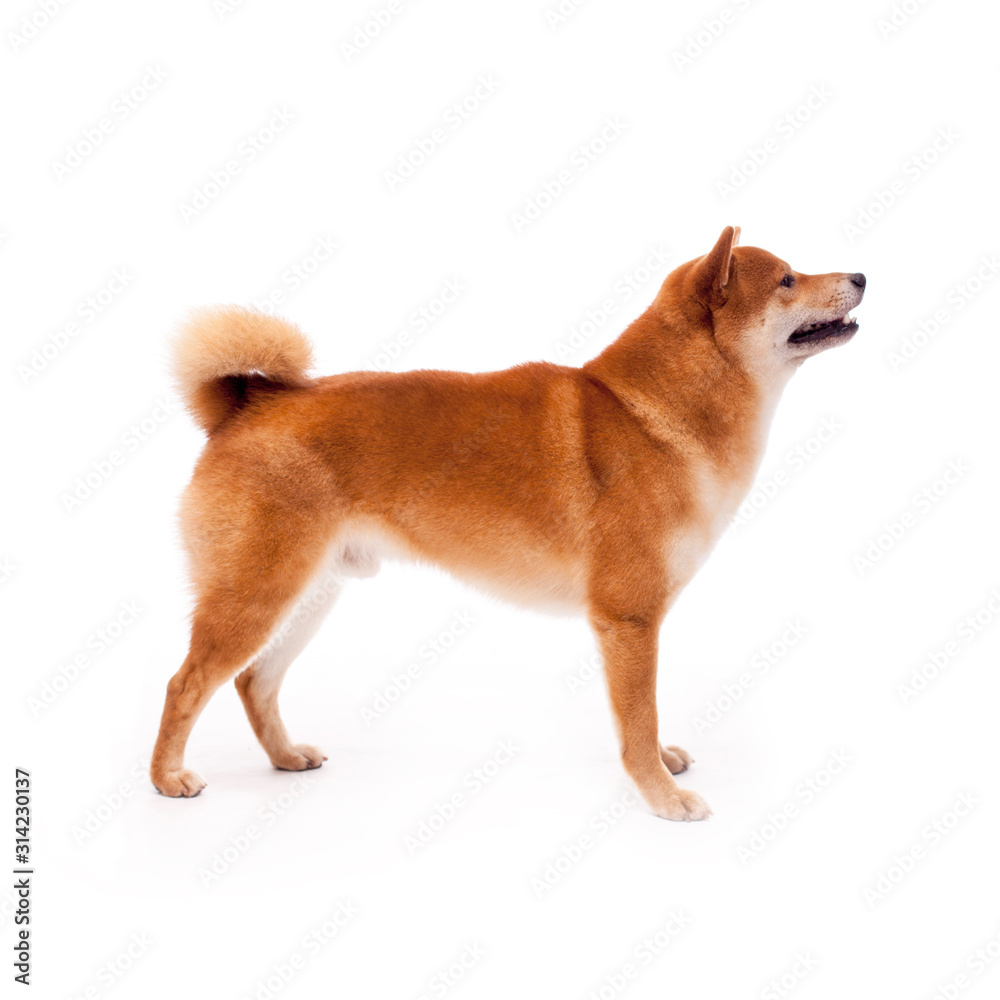 Siba inu. Red dog sits on a white background. Japanese dog smiling Siba inu. Red dog sits on a white background. Japanese dog smiling