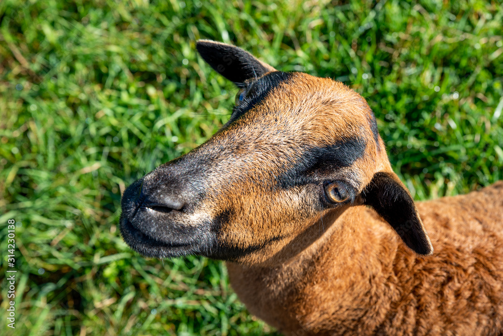 Fototapeta premium portrait of a goat