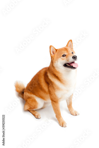 Siba inu. Red dog sits on a white background. Japanese dog smiling