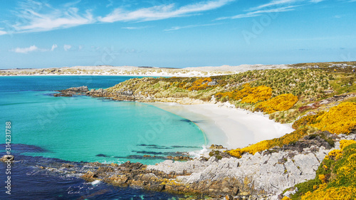 View of beautiful Gypsy Cove  Falkland Islands  with white sand beach  turquoise water and yellow gorse  on East Falkland Island at Stanley Common.  