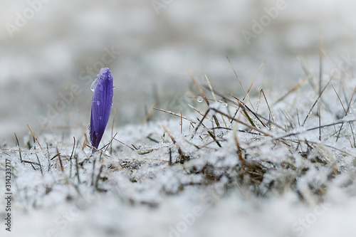Blooming crocus flower growing in the snow the first sign of spring. Seasonal spring background.