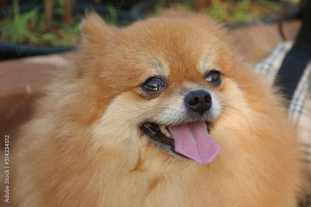 Light brown of Pomeranian's face and stick out tongue. Light brown of Pomeranian's face and stick out tongue.