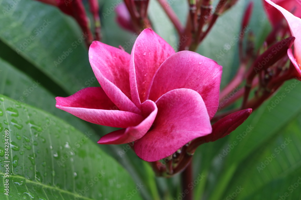 Dark pink Plumeria or Frangipani flower blooming on branch and green leaves background with droplets are on. Dark pink Plumeria or Frangipani flower blooming on branch and green leaves background with droplets are on.