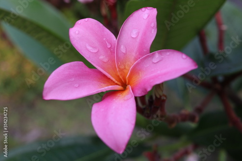 Pink  Plumeria  s flower is on branch and green leaves background  drops are on flower and leaves. Another name is Frangipani  Leelawadee  Lunthom  Temple Tree.