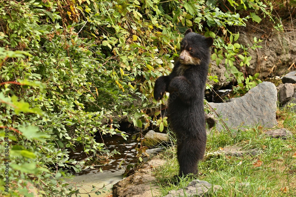 Very rare and shy andean bear in nature habitat. Unique photo of andean or spectacled bears. Tremarctos ornatus. Very rare and shy andean bear in nature habitat. Unique photo of andean or spectacled bears. Tremarctos ornatus.