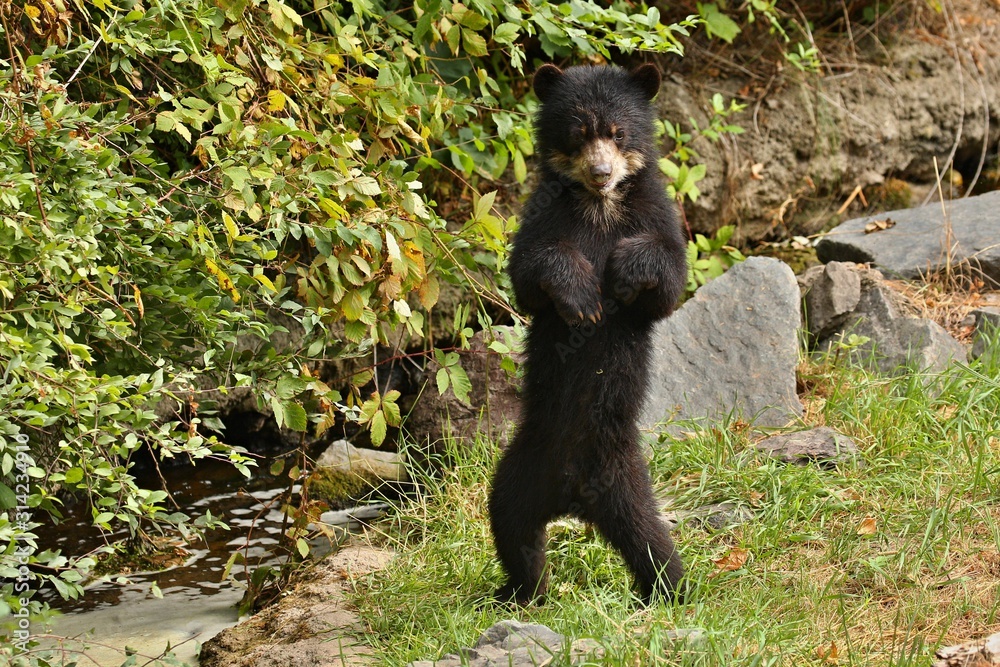 Fototapeta premium Very rare and shy andean bear in nature habitat. Unique photo of andean or spectacled bears. Tremarctos ornatus.