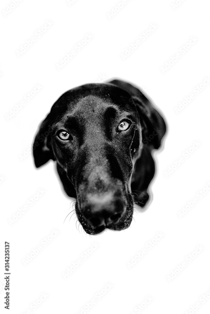chien chien
