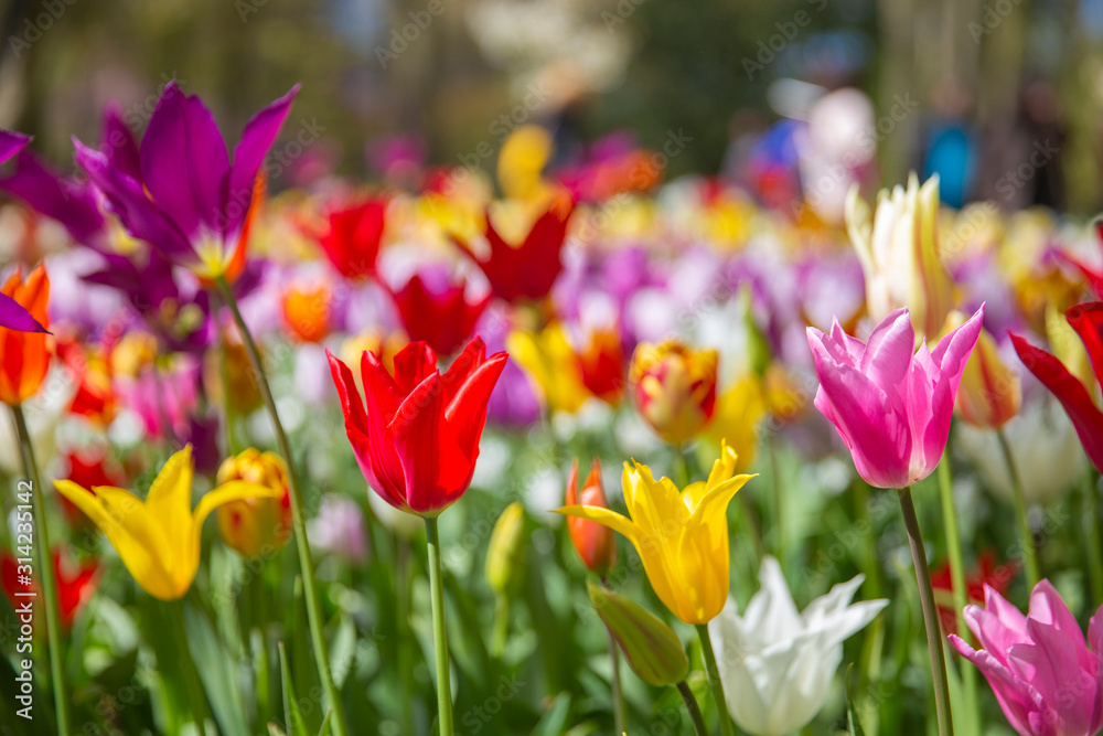 Tulip fields bloom in spring