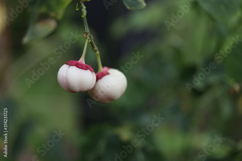 White fruits of Sauropus Androgynus or Sweet leaf bush and blur background. Thailand. Another name is Katuk, Phyllanthus geoffrayi, Senna Sophera. photo