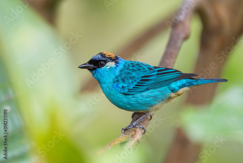 Golden-naped Tanager - Tangara ruficervix, beautiful blue tanager from western Andean slopes, Amagusa, Ecuador.