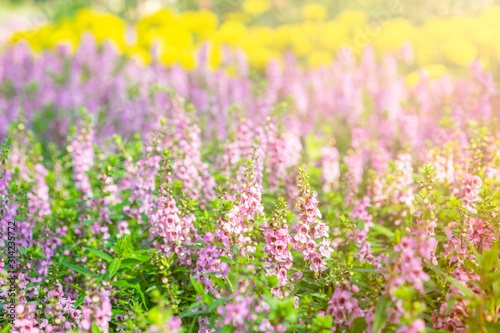 Blur, Selective soft focus of Beautiful flower field in outdoor garden. Pink flower blooming in the spring garden. Colorful, sunligh-morning summer blur background.