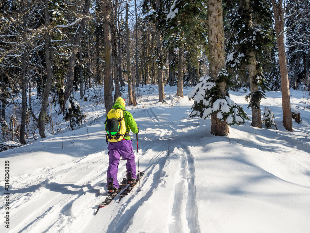 Young man ski touring on splitboard and climbing to forest at sunny winter day
