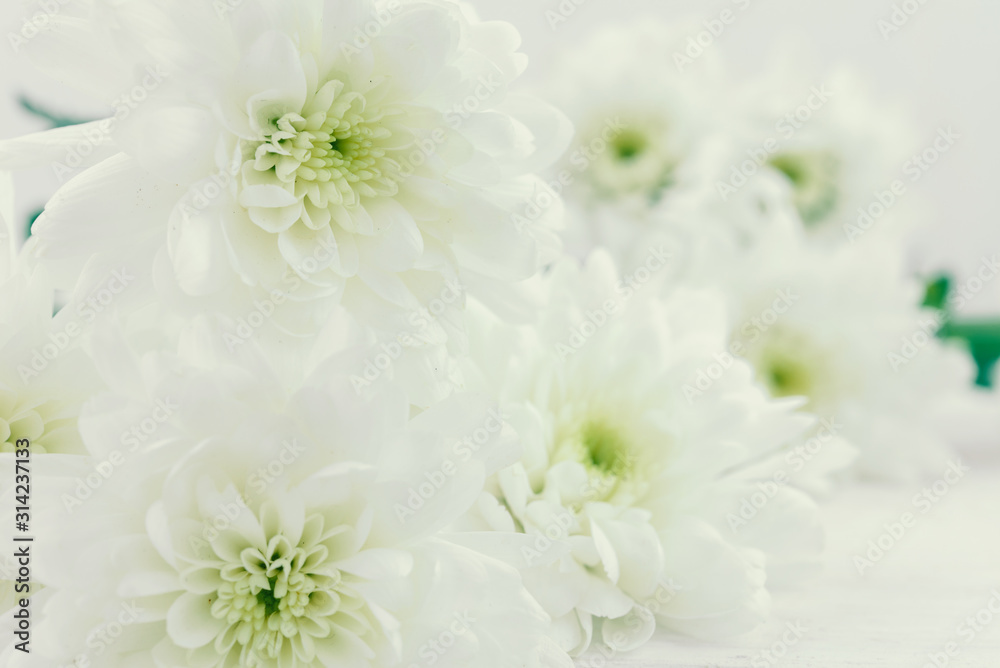 white flower background
