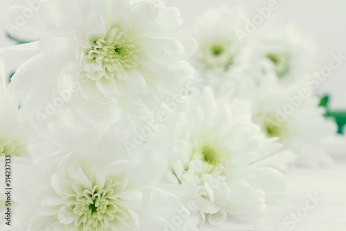 Obraz na płótnie white flower background w salonie