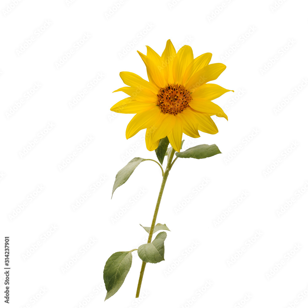 Fototapeta premium Open sunflower flower on the stem on white background front view