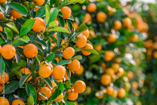 fruitful potting Mandarin oranges, which used as a ornamental plant during  Spring Festival (Chinese new year), is regarded as a symbol of 