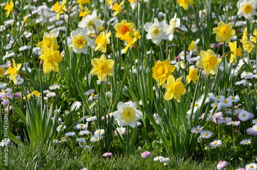 Group of delicate white and yellow daffodil flowers in full bloom with blurred green grass, in a sunny spring garden, beautiful outdoor floral background