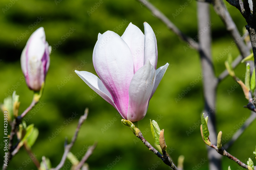 Close up of one delicate white pink magnolia flower in full bloom on a branch in a garden in a sunny spring day, beautiful outdoor floral background Close up of one delicate white pink magnolia flower in full bloom on a branch in a garden in a sunny spring day, beautiful outdoor floral background