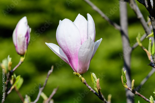 Close up of one delicate white pink magnolia flower in full bloom on a branch in a garden in a sunny spring day  beautiful outdoor floral background