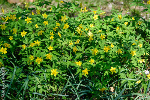 Close up of many delicate yellow flowers of Ranunculus repens plant commonly known as the creeping buttercup, creeping crowfoot or sitfast, in a garden in a sunny spring day, floral background