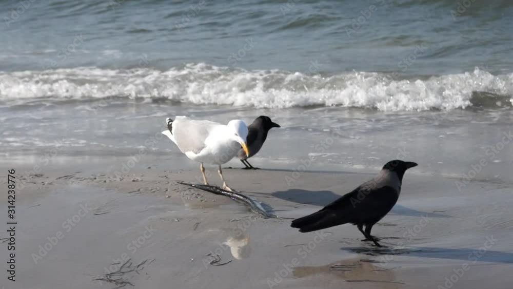 Seagull and a jackdaw with a garfish on the beach Seagull and a jackdaw with a garfish on the beach