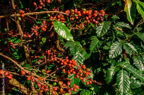 Close up bunch of fresh red coffee berries with green leaves and blurred background in agricultural coffee plantation.