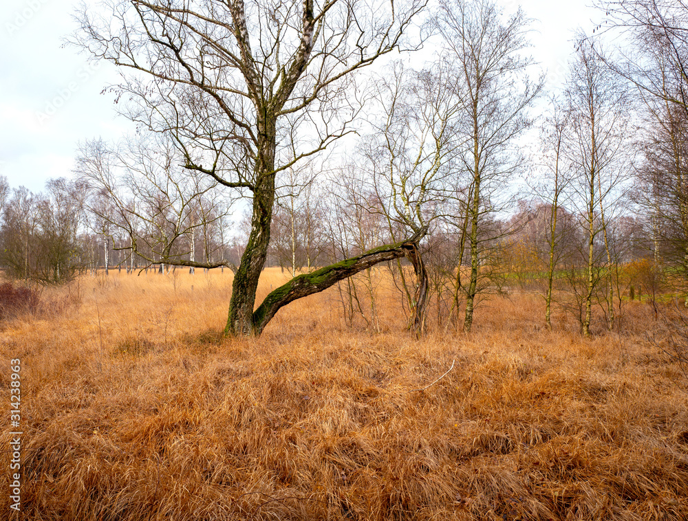 Fototapeta premium Graslandschaft im Herbst