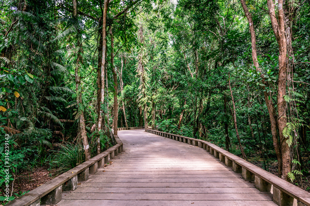 Wooden footpath and trail in tropical rain forest - close to Lio Beach, El Nido, Palawan, Philippines