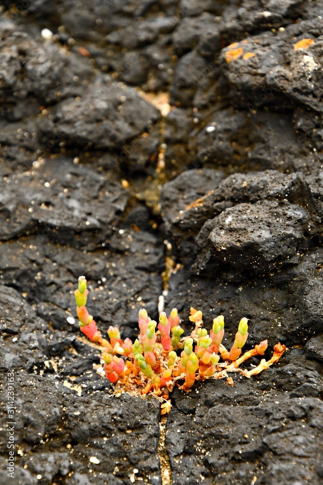 Coastal vegetation growing in the cracks of on volcanic rocks at Kitty Miller Bay, Phillip Island on the Bass Coast, Gippsland, Victoria, Australia. Coastal vegetation growing in the cracks of on volcanic rocks at Kitty Miller Bay, Phillip Island on the Bass Coast, Gippsland, Victoria, Australia.