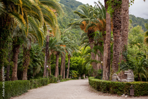 Beautiful alley in the summer park  Gagra  Abkhazia