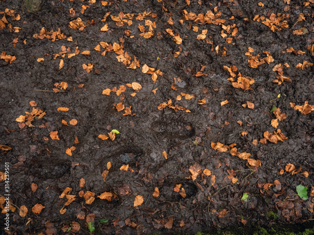 Boot prints in a mud and brown fallen leafs, autumn and winter season, Concept outdoors activity,