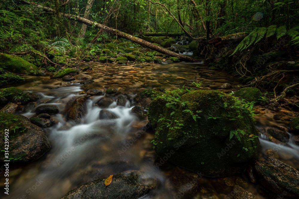 beautiful waterfall in green forest in jungle