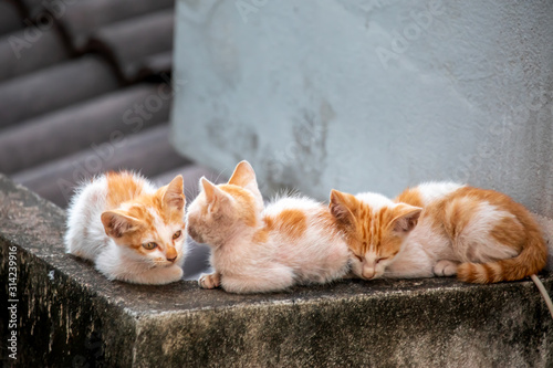 Close up portrait of homeless kitty cats. Stray homeless kitty cats wanders staying on roof house. Abandoned cats with yellow gold color on road.