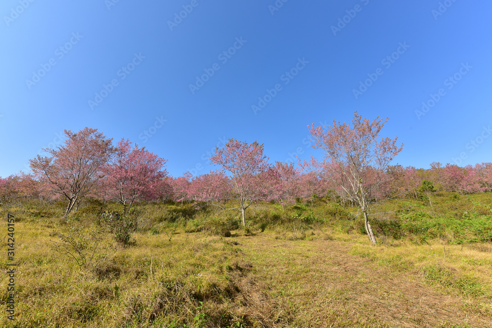 Beautiful pink sakura Flower at phu lom lo Loei, Thailand., Wild Himalayan Cherry., Prunus cerasoides. Beautiful pink sakura Flower at phu lom lo Loei, Thailand., Wild Himalayan Cherry., Prunus cerasoides.