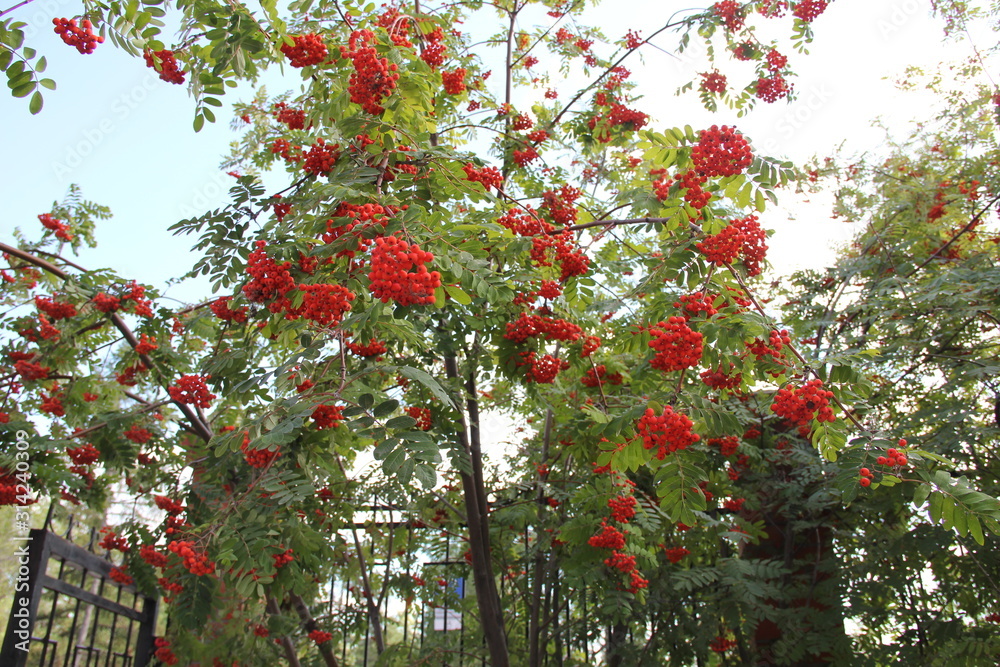 branch of a tree with red berries branch of a tree with red berries