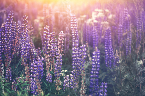 field of purple blue lupine flowers in summer on sunny evening