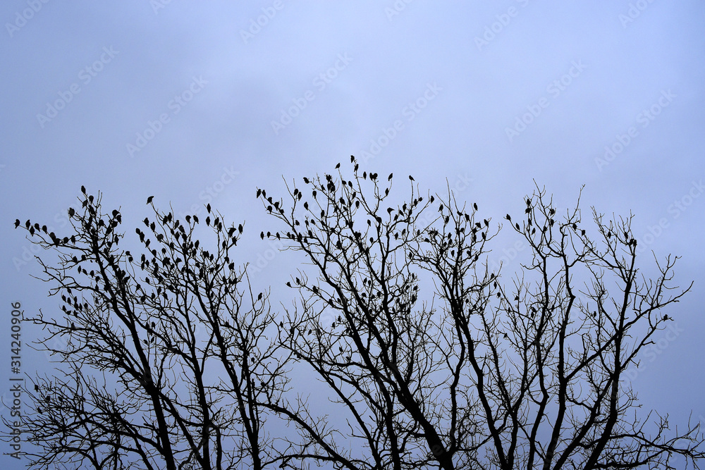 Dramatic abstract natural background. Dark silhouettes of many birds sitting on tree branches against a cloudy gray sky. Dusk. Soft focus.