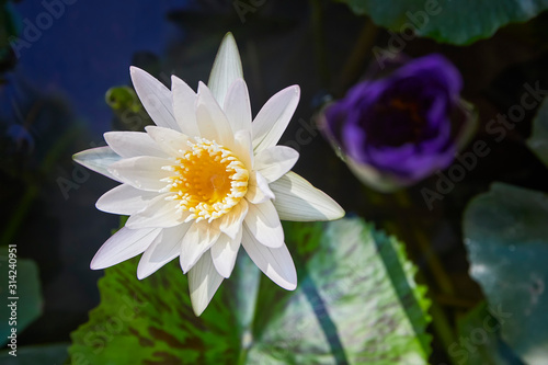 Water Lily   Nymphaea   on the white background of water