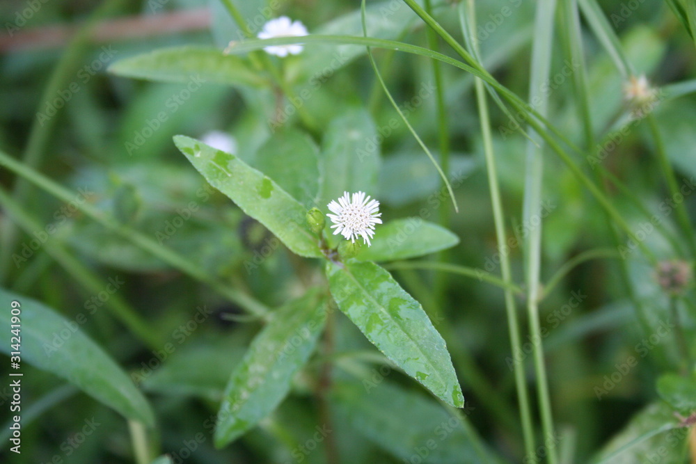 White False daisy flowers and leaves. Another name is White head, Yerbadetajo Herb, Herba Ecliptae, Thailand. White False daisy flowers and leaves. Another name is White head, Yerbadetajo Herb, Herba Ecliptae, Thailand.
